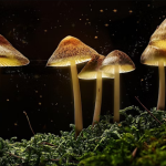 The Potential of Magic Mushrooms in Managing Aging-Related Stress