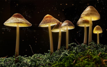 The Potential of Magic Mushrooms in Managing Aging-Related Stress