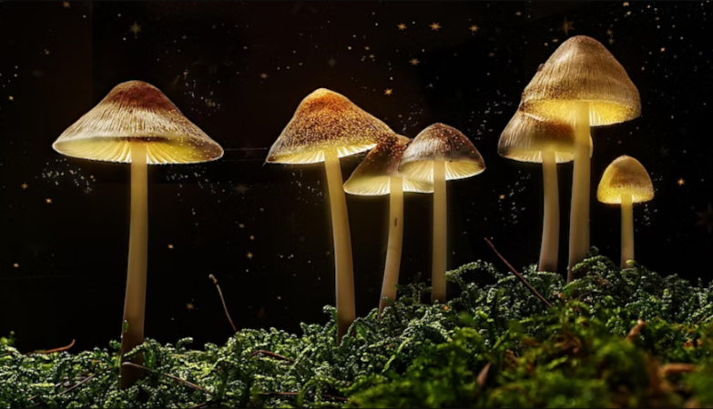 The Potential of Magic Mushrooms in Managing Aging-Related Stress