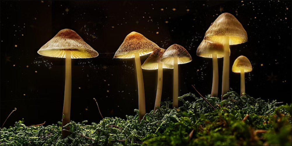 The Potential of Magic Mushrooms in Managing Aging-Related Stress